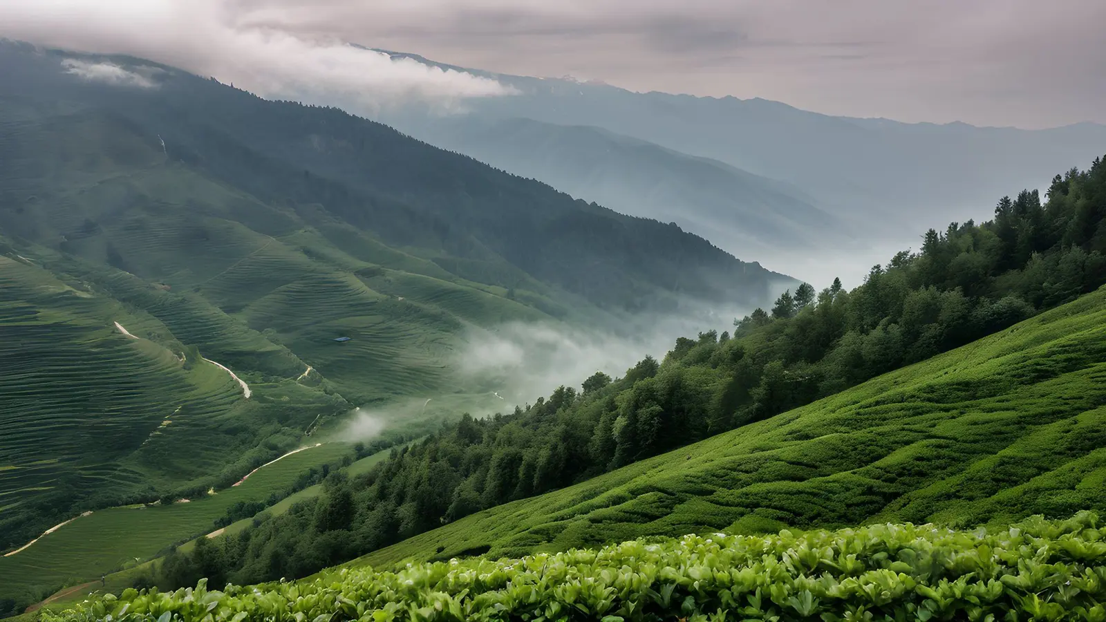 Artvin'de İkinci Sürgün Çay Alımları Kesintisiz Sürüyor — Ekonomi