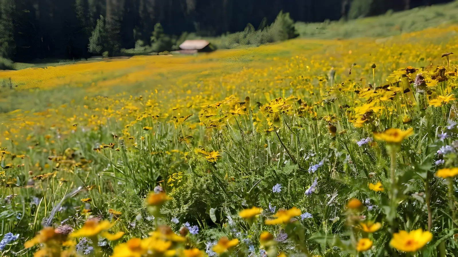 Artvin'de bal sezonu öncesi arıcılarla istişare toplantısı — Ekonomi