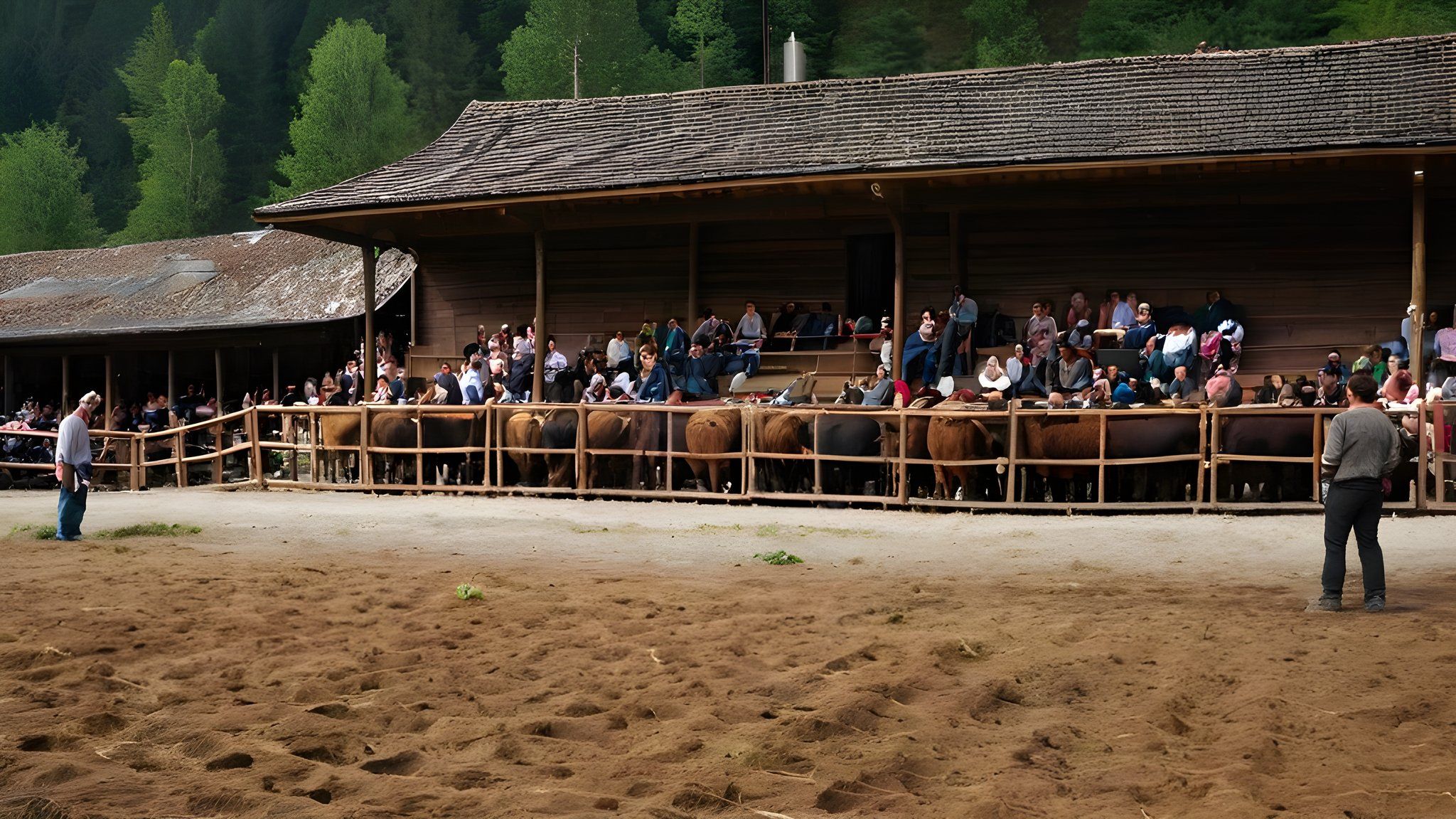 Artvin Boğa Güreşleri'nde İzleyicileri Şaşırtan Kaçış — Turizm