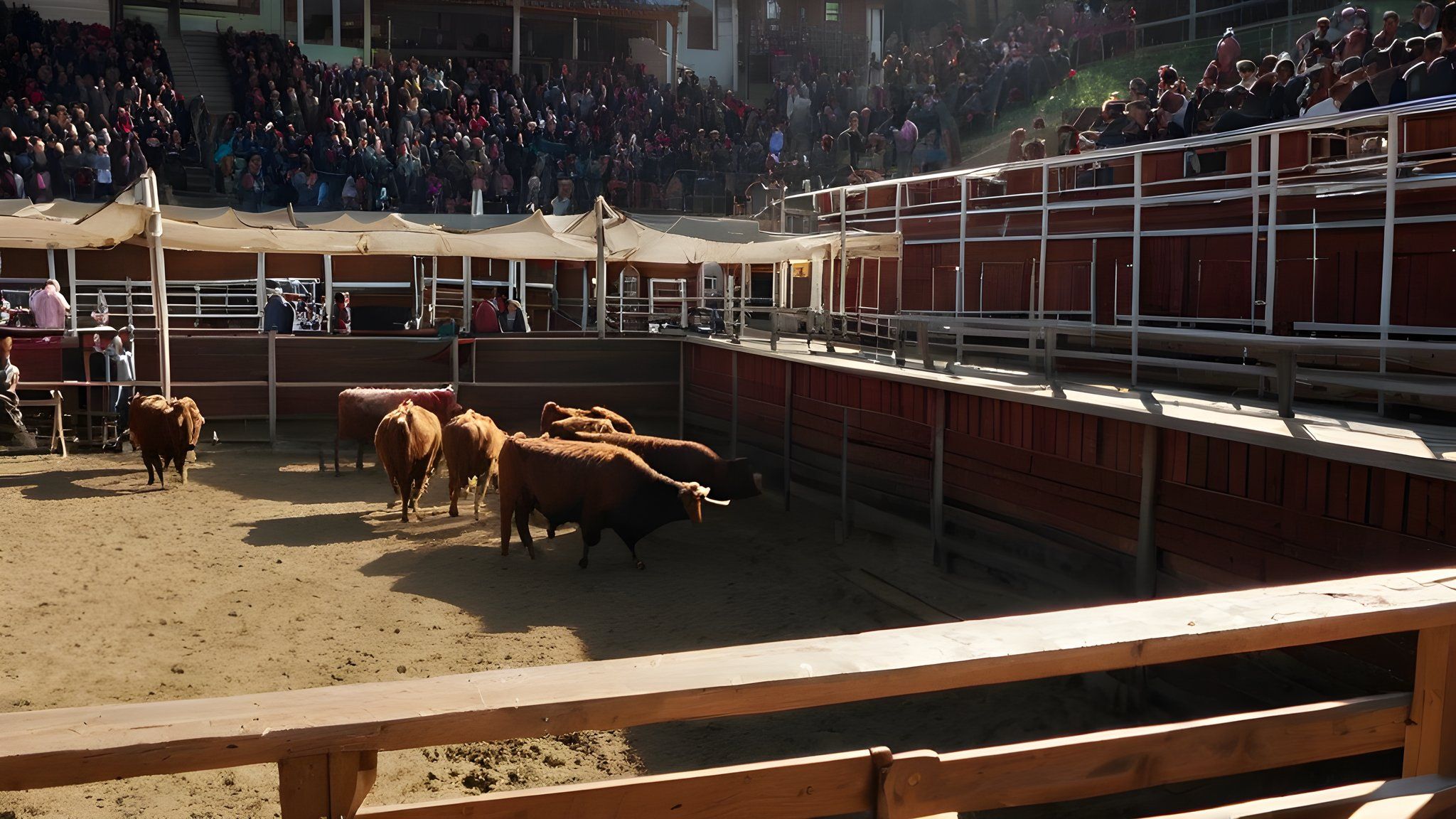 Artvin'de boğa güreşleri arenayı doldurdu — Ekonomi