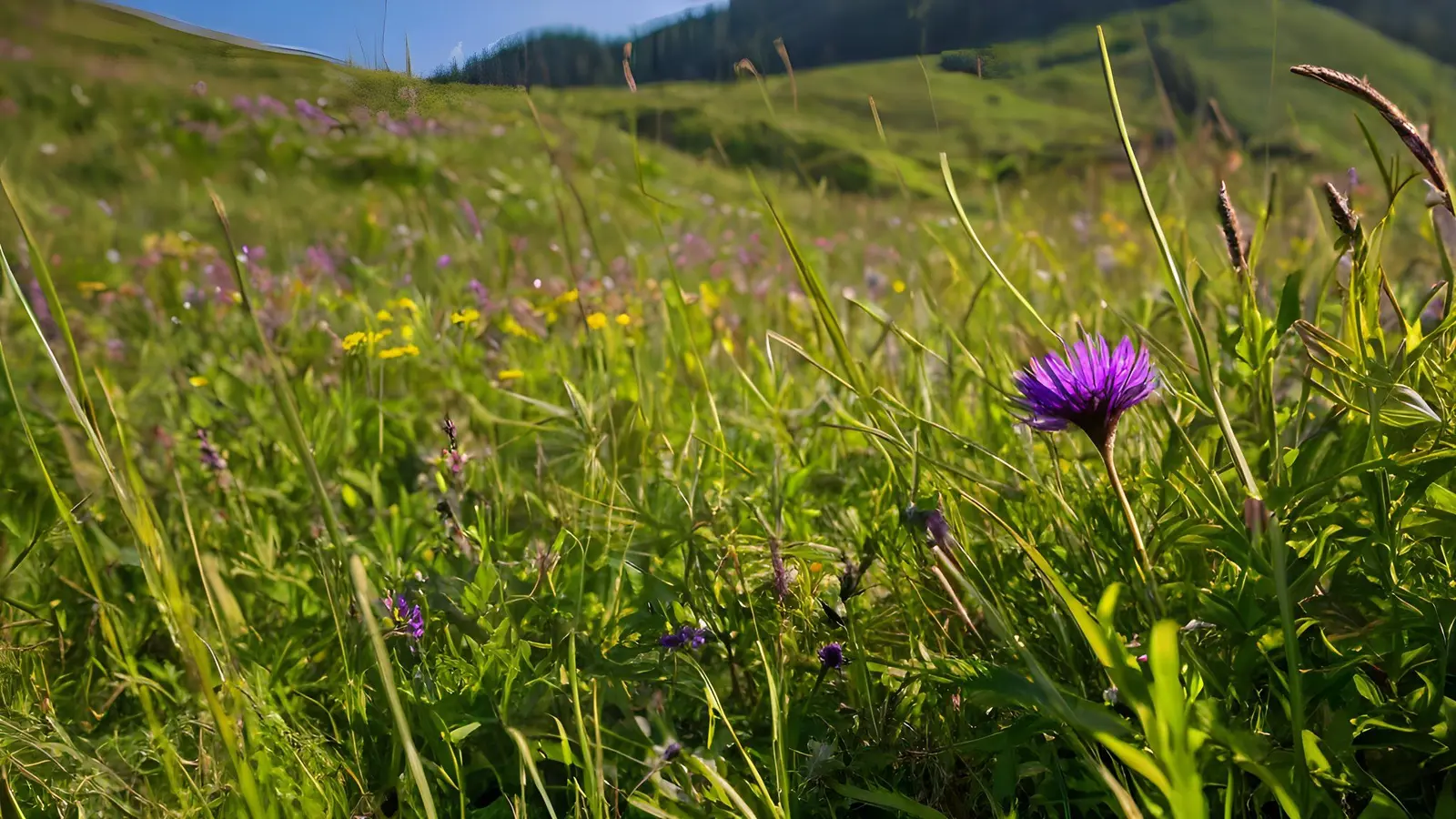 Artvin'de o çiçeği koparana 699 bin lira ceza — Ekonomi